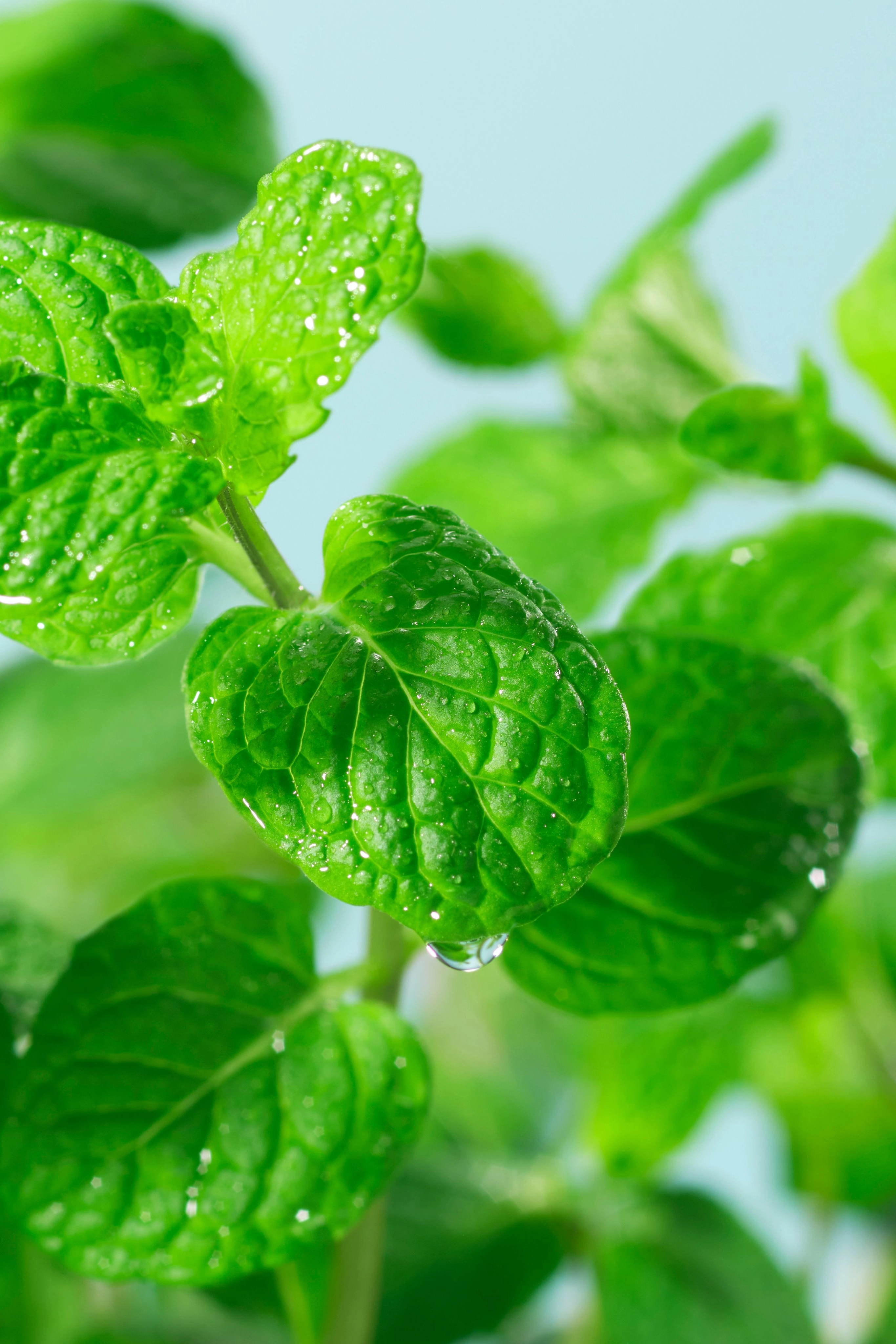 flavor-Caffeine-mint.webp